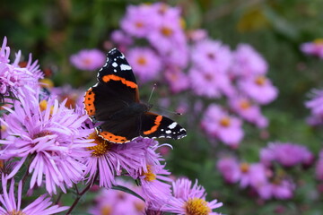 Admiral auf Chrysanthemen