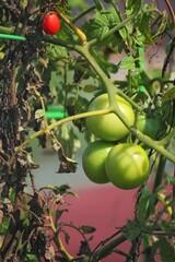 Green tomatoes on the vine