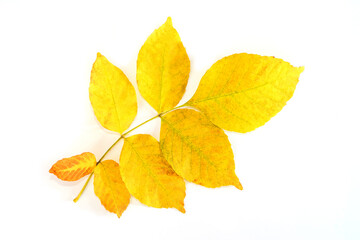 Yellow ash leaf isolated on white