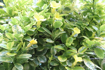 yellow flowers in the garden