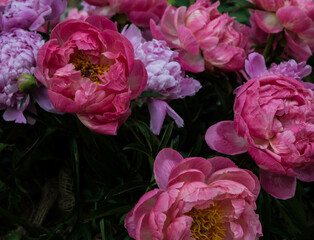 colorful blooming peony flowers in amzing colors in summer