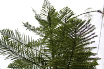 fir tree branch