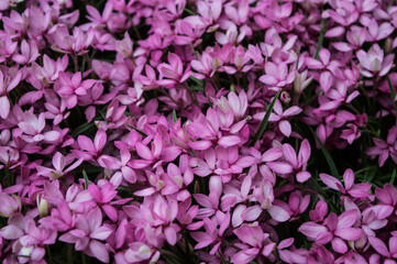 field of small purple flowers blooming