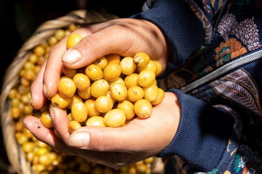 Girl&acute; s hands showing delicious yellow coffee berries, fresh harvest of a variety called Catuai
