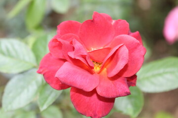 red rose flower