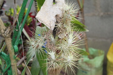 cactus in the garden