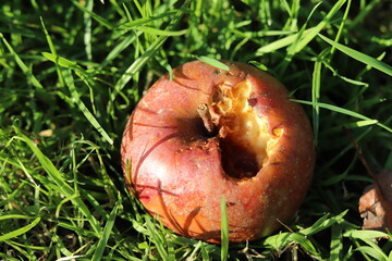 roter apfel rasen angefressen herbst essen obst