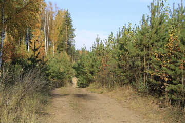 the road to nowhere in the autumn forest
