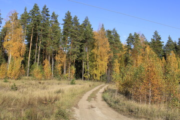 
the road in the autumn sunny forest