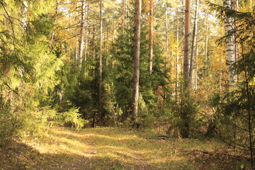 a forest clearing filled with light