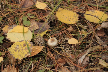 mushrooms, leaves,cones