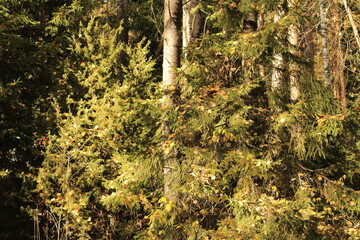cheerful spruce in the autumn forest