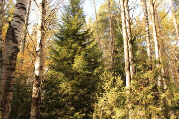 sunlight bathes in the branches of trees