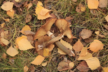 mushrooms thrown by someone