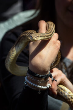 snake in the hands of a girl