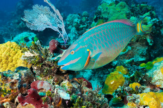Green parrotfish on a colorful coral reef