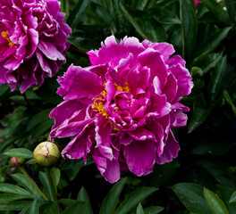 pink peony close up blooming in summer