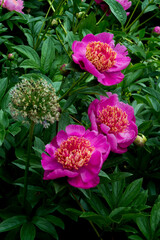 pink peony bush blooming in garden in summer