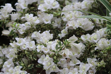 white flowers in a garden
