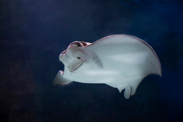 cownose ray swimming in the water,  fish underwater in the aquarium