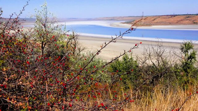 Midland or English hawthorn, woodland hawthorn or mayflower (Crataegus laevigata), red berries on a bush branch against the background of the Kuyalnitsky estuary
