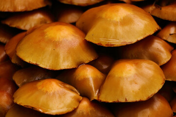 Mushrooms