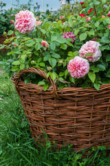 pastel pink roses in brown basket blooming in summer in garden