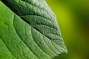 green leaf close-up on a green sunny background