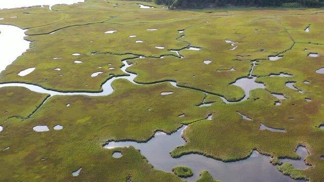 Channels meander through a healthy salt marsh in Pleasant Bay, Cape Cod, Massachusetts. This type of wetland habitat is vital feeding grounds for migrating birds, fish, and many marine invertebrates.
