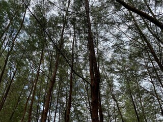 Lanscape background of trees in the forest