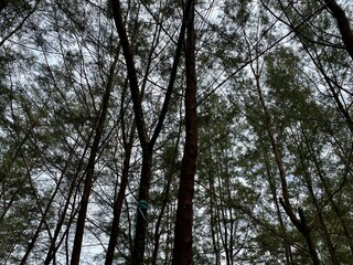 Blurring Lanscape background of trees in the forest