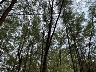 Lanscape background of trees and sky 