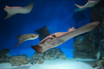 cownose ray swimming in the water,  fish underwater in the aquarium