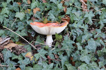 fliegenpilz efeu herbst