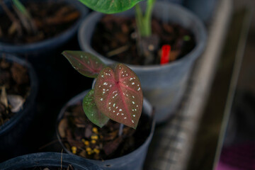 Caladium bicolor in the pot