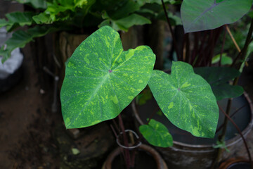 Caladium bicolor in the pot