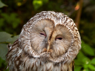 portrait of an owl