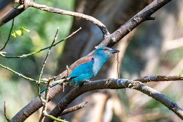 European Roller, Coracias garrulus, beautiful bird eating a worm