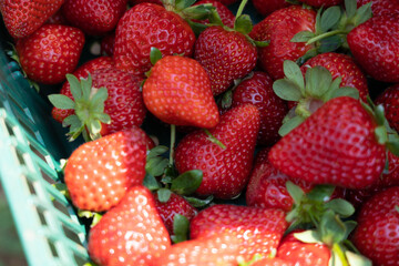 딸기 농장