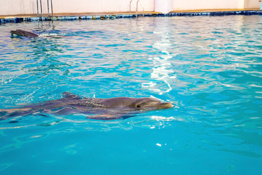 Two dolphins swimming inside pool in amusement park. Dolphins swimming in clear blue pool water