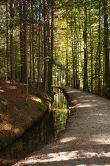 Waldweg am Bach