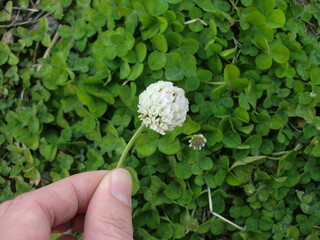 摘まんだ白詰草の花