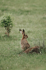rabbit in the grass