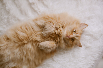 Fluffy sleepy orange ginger cat lying on the white blanket on the bed