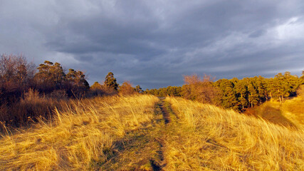 Pine forest in Kemerovo