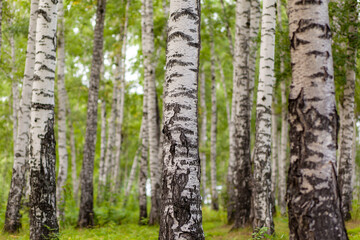 Obraz premium Birch grove in Golden sunlight on a clear day. Trunks with white bark and yellow leaves. Natural forest landscape in early autumn. Path between the trees