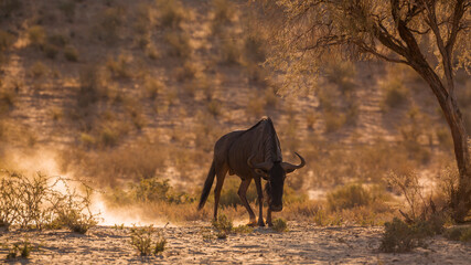 Fototapeta premium Angry Blue wildebeest scratching ground in backlit at dawn in Kgalagadi transfrontier park, South Africa ; Specie Connochaetes taurinus family of Bovidae