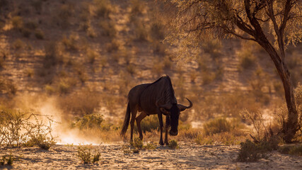 Angry Blue wildebeest scratching ground in backlit at dawn in Kgalagadi transfrontier park, South Africa ; Specie Connochaetes taurinus family of Bovidae