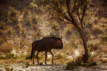 Blue wildebeest   walking in backlit at twilight in Kgalagadi transfrontier park, South Africa ; Specie Connochaetes taurinus family of Bovidae