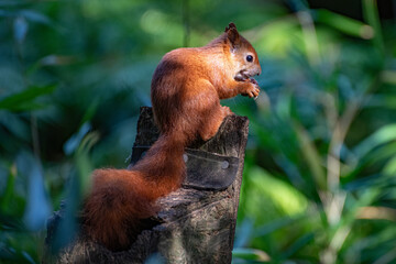 red squirrel in the forest